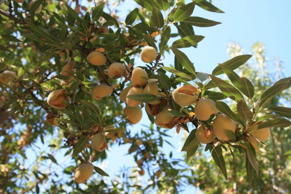 Treated Almond