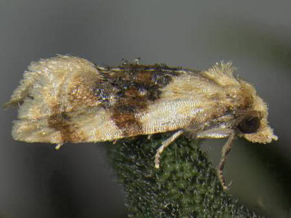 Banded sunflower moth