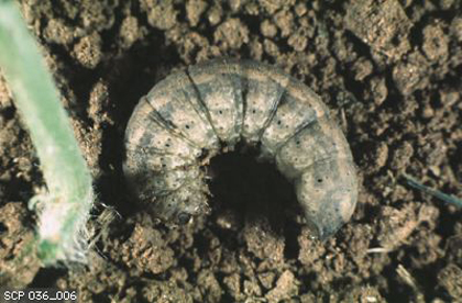 Cutworm