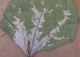 Downy Mildew