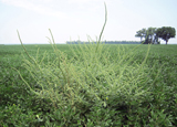 Palmer amaranth