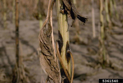 Phoma black stem