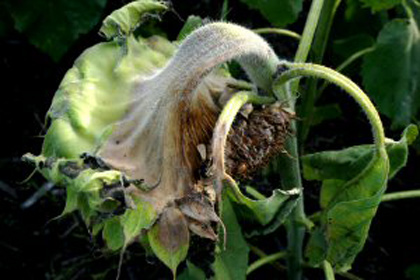 Sclerotinia