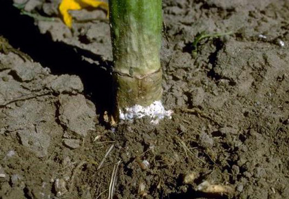 Sclerotinia