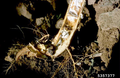 Sclerotinia