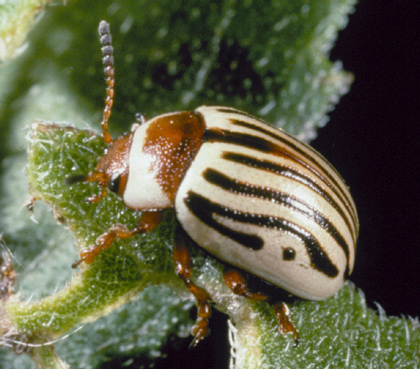 Sunflower beetle