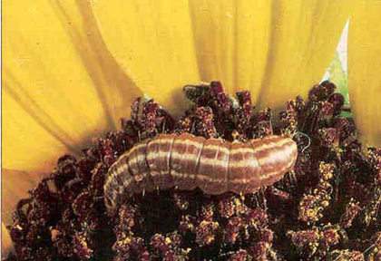 Sunflower moth