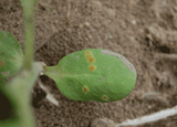 Sunflower rust