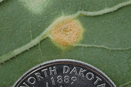 Sunflower Rust