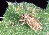 Sunflower stem weevil